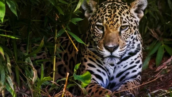 6 incriveis caracteristicas compartilhadas por humanos e animais