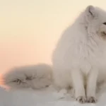 7 animais que mudam de cor no frio congelante do inverno