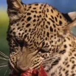 7 situacoes em que animais apresentaram comportamentos canibais