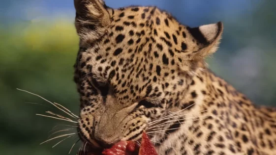 7 situacoes em que animais apresentaram comportamentos canibais