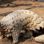 8 animais que desafiam as classificacoes tradicionais de especies
