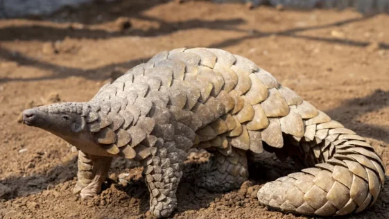 8 animais que desafiam as classificacoes tradicionais de especies