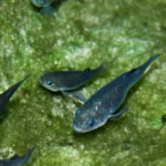 9 curiosidades sobre o rarissimo peixe que vive no Vale da Morte