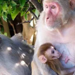 A Ilha dos Macacos um laboratorio sobre o comportamento de simios a ceu aberto