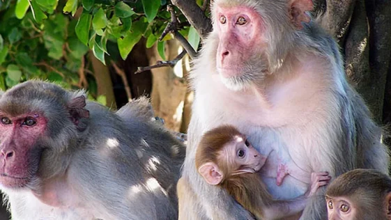 A Ilha dos Macacos um laboratorio sobre o comportamento de simios a ceu aberto