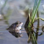 Algumas especies de sapos produzem sons inaudiveis ao ouvido humano