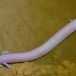 Anfibios cegos sao vistos fora de caverna e surpreendem pesquisadores