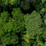 Antigas cidades de 2.500 anos sao encontradas na Amazonia