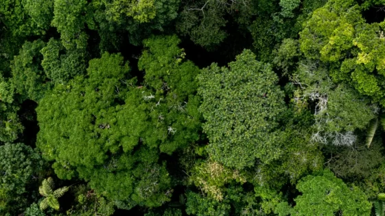 Antigas cidades de 2.500 anos sao encontradas na Amazonia
