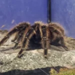Apesar de fofa nova especie de aranha ganhou nome de Satanas