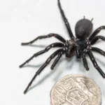 Aranha gigante considerada uma das mais mortais do planeta e capturada na Australia