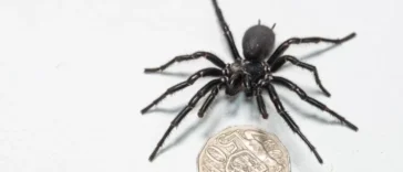 Aranha gigante considerada uma das mais mortais do planeta e capturada na Australia