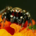 Aranha vampira para ela
