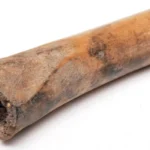 Centenas de sementes venenosas sao encontradas em recipiente da Roma Antiga
