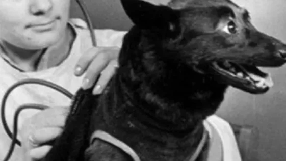 Chernushka a cachorra que abriu as portas para o homem conquistar o espaco