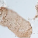 Cientistas descobrem evidencia de fotossintese oxigenica mais antiga ja registrada