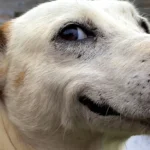 Cinico hobby e outras 8 palavras cotidianas que foram inspiradas por animais