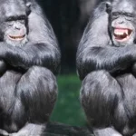 Como animais de diferentes especies conseguem se comunicar