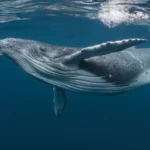 Como as baleias passaram de animais terrestres para marinhos