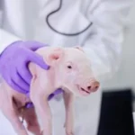 Como figados de porco geneticamente modificados poderao ser usados em humanos