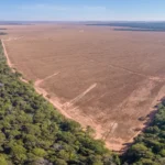 Como o plantio de arvores estaria contribuindo para a destruicao do planeta