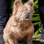 Conheca Rope Daddy o buldogue frances avaliado em 120 mil dolares