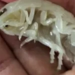 Crustaceo transparente de olhos gigantes e descoberto nas Bahamas