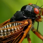 EUA se preparam para a invasao de milhoes de cigarras em 2024