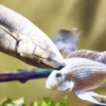 Enguias podem mudar o DNA de outros peixes com pulsos eletricos diz novo estudo