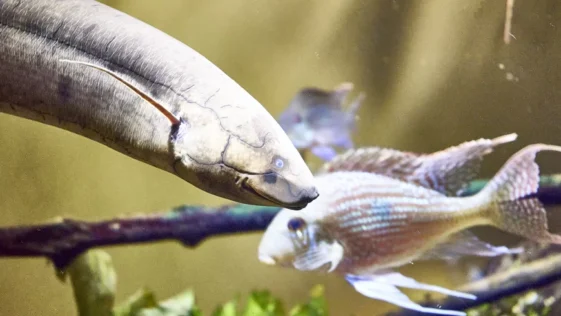 Enguias podem mudar o DNA de outros peixes com pulsos eletricos diz novo estudo
