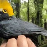 Especie de ave perdida ha 20 anos e fotografada pela primeira vez na historia