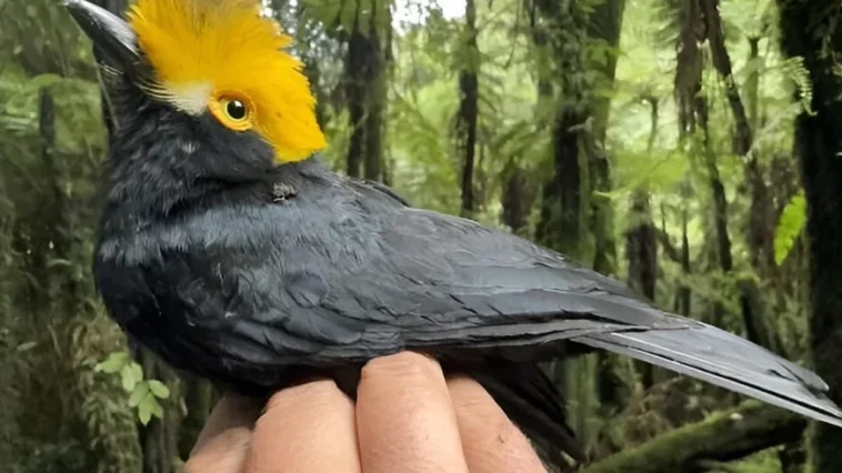 Especie de ave perdida ha 20 anos e fotografada pela primeira vez na historia