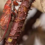 Especie de cigarra