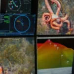 Expedicao no fundo do mar descobre mais de 100 novas especies