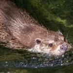 Fezes felinas com toxoplasmose podem estar matando lontras marinhas