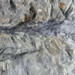 Fossil revela como as florestas eram diferentes ha milhoes de anos