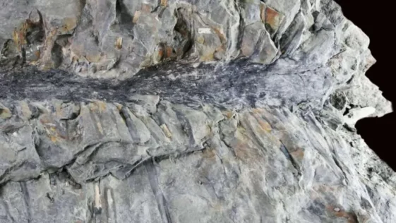 Fossil revela como as florestas eram diferentes ha milhoes de anos