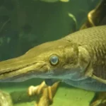Gar o peixe que ganhou o titulo de rei dos fosseis vivos
