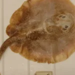 Java Stingaree o primeiro peixe marinho extinto pela acao humana