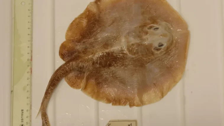Java Stingaree o primeiro peixe marinho extinto pela acao humana
