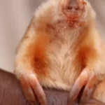 Kakarratul o marsupial australiano carnivoro e de pelos dourados