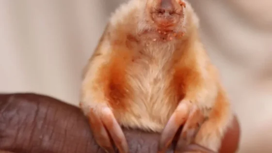 Kakarratul o marsupial australiano carnivoro e de pelos dourados