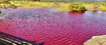 Lagos rosados podem ser criados pelas mudancas climaticas