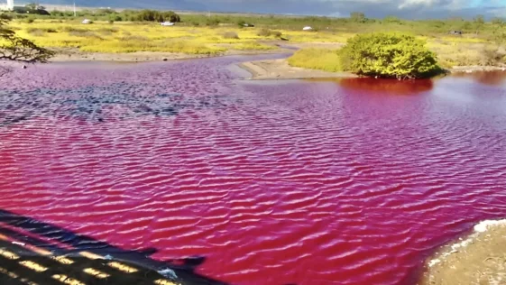 Lagos rosados podem ser criados pelas mudancas climaticas