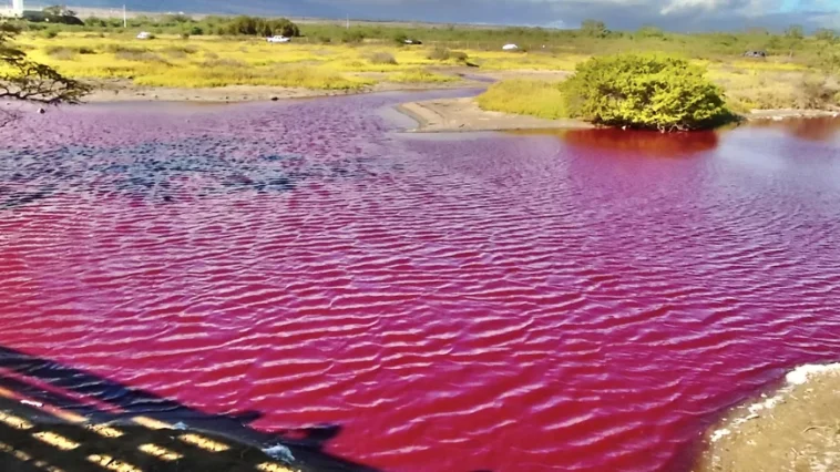 Lagos rosados podem ser criados pelas mudancas climaticas
