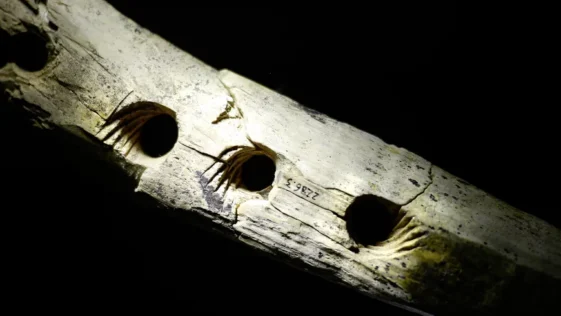Marfim de mamute de 35 mil anos era usado como ferramenta para fazer corda
