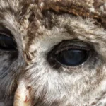 Matar 470 mil corujas de uma especie realmente ira ajudar a salvar outra da extincao