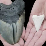 Megalodon