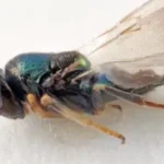 Museu de Londres nomeou 815 novas especies em 2023
