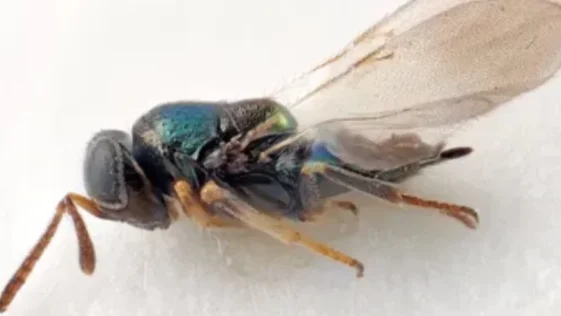 Museu de Londres nomeou 815 novas especies em 2023